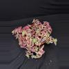 plant/3” Crassula ‘Calico Kitten’-1-thumbnail