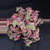 plant/3” Crassula ‘Calico Kitten’-0-thumbnail