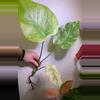 plant/Monstera mint rooted top cut-1-thumbnail