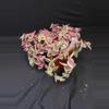 plant/3” Crassula ‘Calico Kitten’-2-thumbnail
