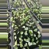 plant/Monstera Mint Growers Choice-0-thumbnail