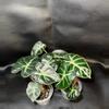 plant/Alocasia Baloon Heart GC-0-thumbnail