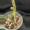 plant/Mature 2 Leaf Monstera Green on Green-1-thumbnail