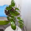 plant/H. ‘Sunrise’ - 4 inch pot-0-thumbnail