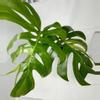 plant/Mature 2 Leaf Monstera Green on Green-0-thumbnail