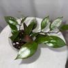 plant/H. ‘Sunrise’ - 4 inch pot-2-thumbnail