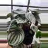 plant/Watermelon Pep-0-thumbnail