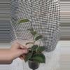 plant/Fitchii Hoya-0-thumbnail