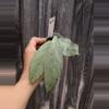 plant/Hoya pubicalix pink silver ghost-0-thumbnail