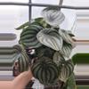 plant/Watermelon Pep-1-thumbnail
