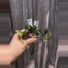 plant/Hoya lacunosa SR2010-0-thumbnail