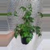 plant/China Doll-0-thumbnail