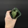 plant/Anthurium (Fort Sherman x Blue Pap) x FTG RLFS-0-thumbnail