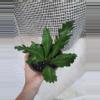 plant/Champion Birdnest-0-thumbnail