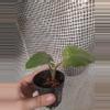 plant/Low Rider Alocasia-1-thumbnail
