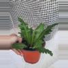 plant/Champion Birdnest-2-thumbnail