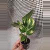 plant/Hawaiian Pothos-0-thumbnail