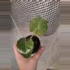 plant/Low Rider Alocasia-0-thumbnail
