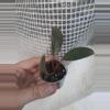 plant/Pink Princess-0-thumbnail