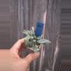 plant/Hoya lacunosa Cianjur Splash-0-thumbnail