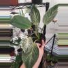 plant/Birkin-1-thumbnail