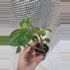 plant/Vari Pink Charm Begonia-1-thumbnail