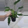 plant/Xanduu-0-thumbnail