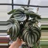 plant/Watermelon Pep-2-thumbnail