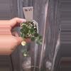 plant/Hoya Peltata-0-thumbnail