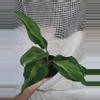plant/Algaonema Spathonema-1-thumbnail
