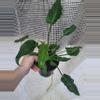 plant/Xanduu-1-thumbnail