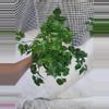 plant/China Doll-1-thumbnail