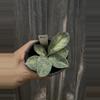plant/Hoya carnosa agentina princess bottom cut-0-thumbnail
