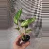 plant/Hawaiian Pothos-1-thumbnail