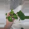 plant/Vari Pink Charm Begonia-0-thumbnail