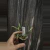 plant/Hoya tsangii albo-0-thumbnail