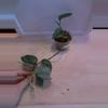 plant/Scindapsus Rubicon!-0-thumbnail