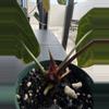 plant/Anthurium Brielle-2-thumbnail
