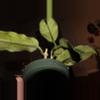 plant/Hoya Villosa-3-thumbnail