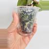 plant/Hoya Latifolia Silver 0542-2-thumbnail