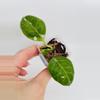 plant/Hoya Obscura Albo (outer var.) 0450-0-thumbnail