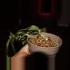 plant/Hoya Villosa-2-thumbnail