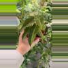 plant/Alocasia Polly variegated #1-0-thumbnail