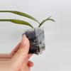 plant/Hoya Bamboo Silver-1-thumbnail