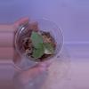 plant/Scindapsus Jade Satin Aurea!-0-thumbnail