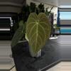 plant/Anthurium Wuhoo First Night  x RC Port-0-thumbnail