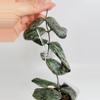 plant/Hoya Sigillatis 0365-1-thumbnail