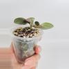 plant/Hoya Latifolia Silver 0542-1-thumbnail