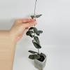plant/Hoya Sigillatis 0365-0-thumbnail
