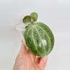 plant/Hoya Latifolia Silver 0543-0-thumbnail
